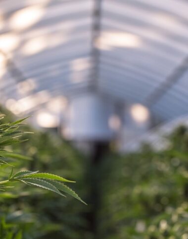 M&A Trends in the Cannabis Industry: What to Expect in 2022