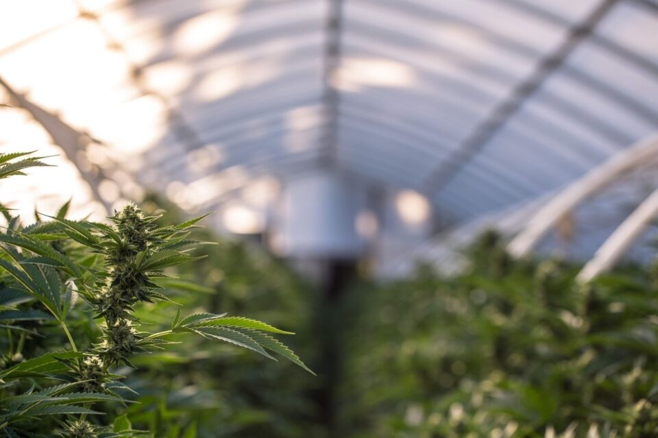 Marijuana Farm Industry - weed and commercial cannabis.