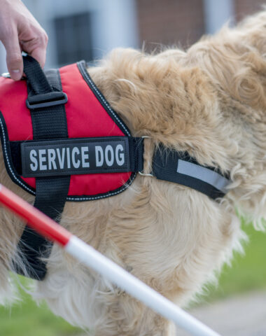 Assistance Animal Integrity Act